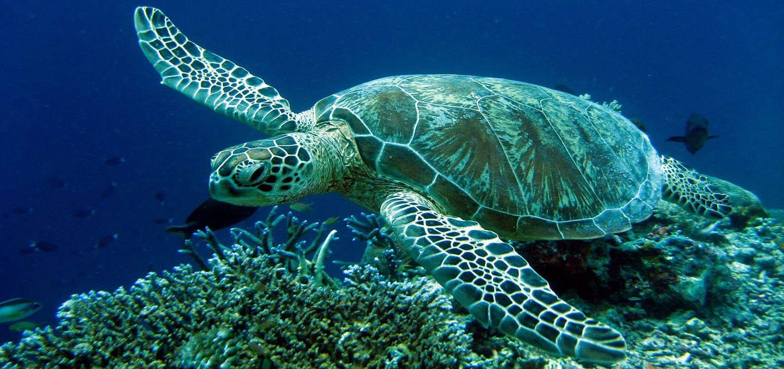 Caretta Caretta-5