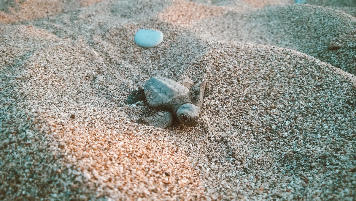 Caretta Caretta Yuvadan Çikis