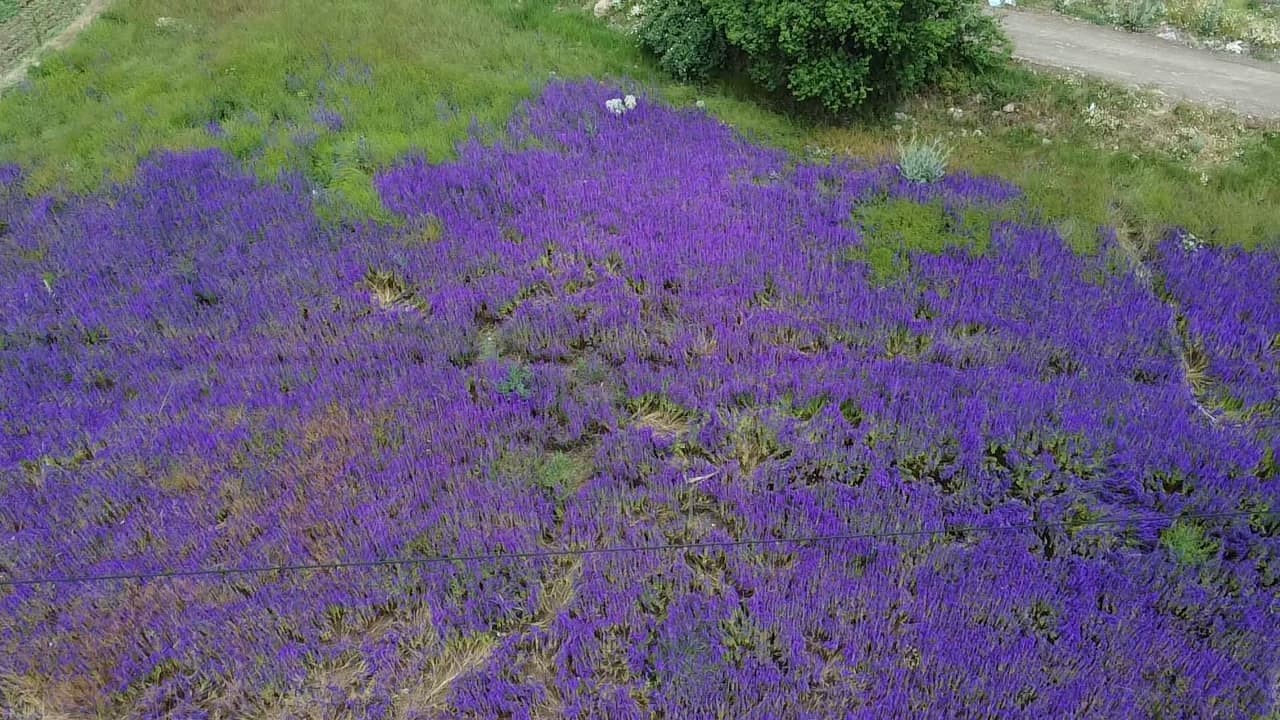 Fotoğraf Meraklılarının Yeni Gözdesi 'Hanımeli Çiçeği' Tarlaları (2)