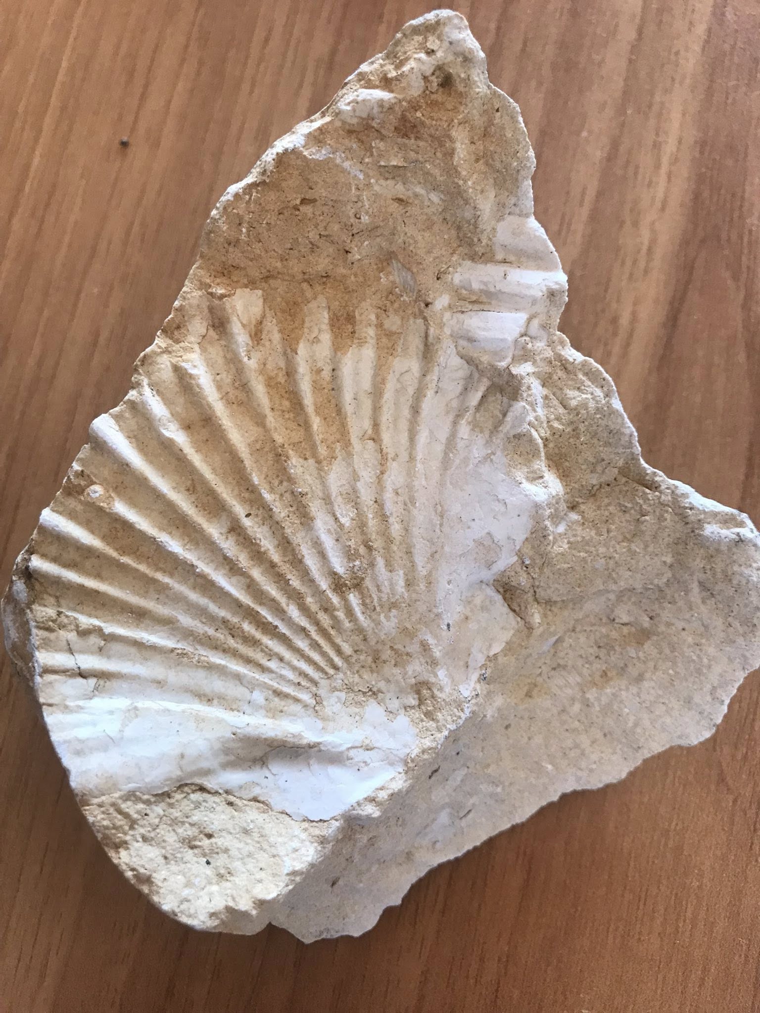 Gazipasa Kaspazarında Deniz Fosili Cikti (1)