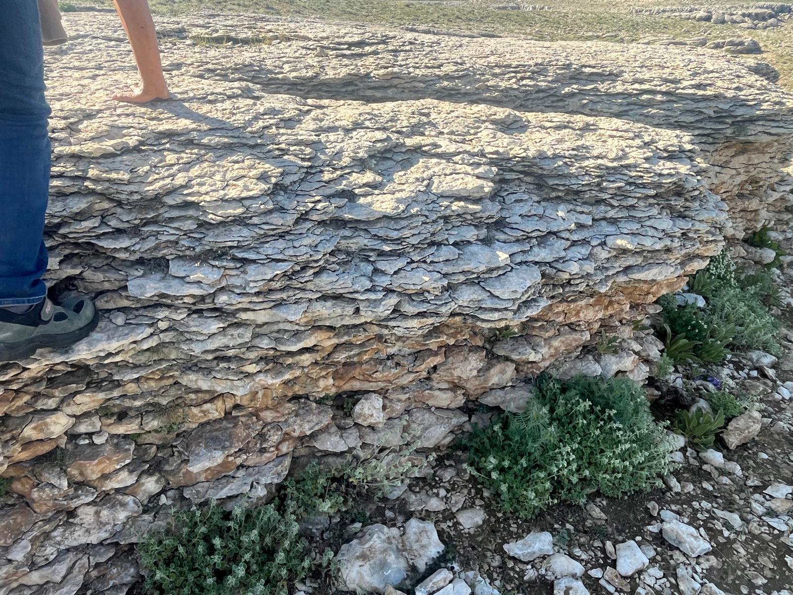 Gazipasa Kaspazarında Deniz Fosili Cikti (10)