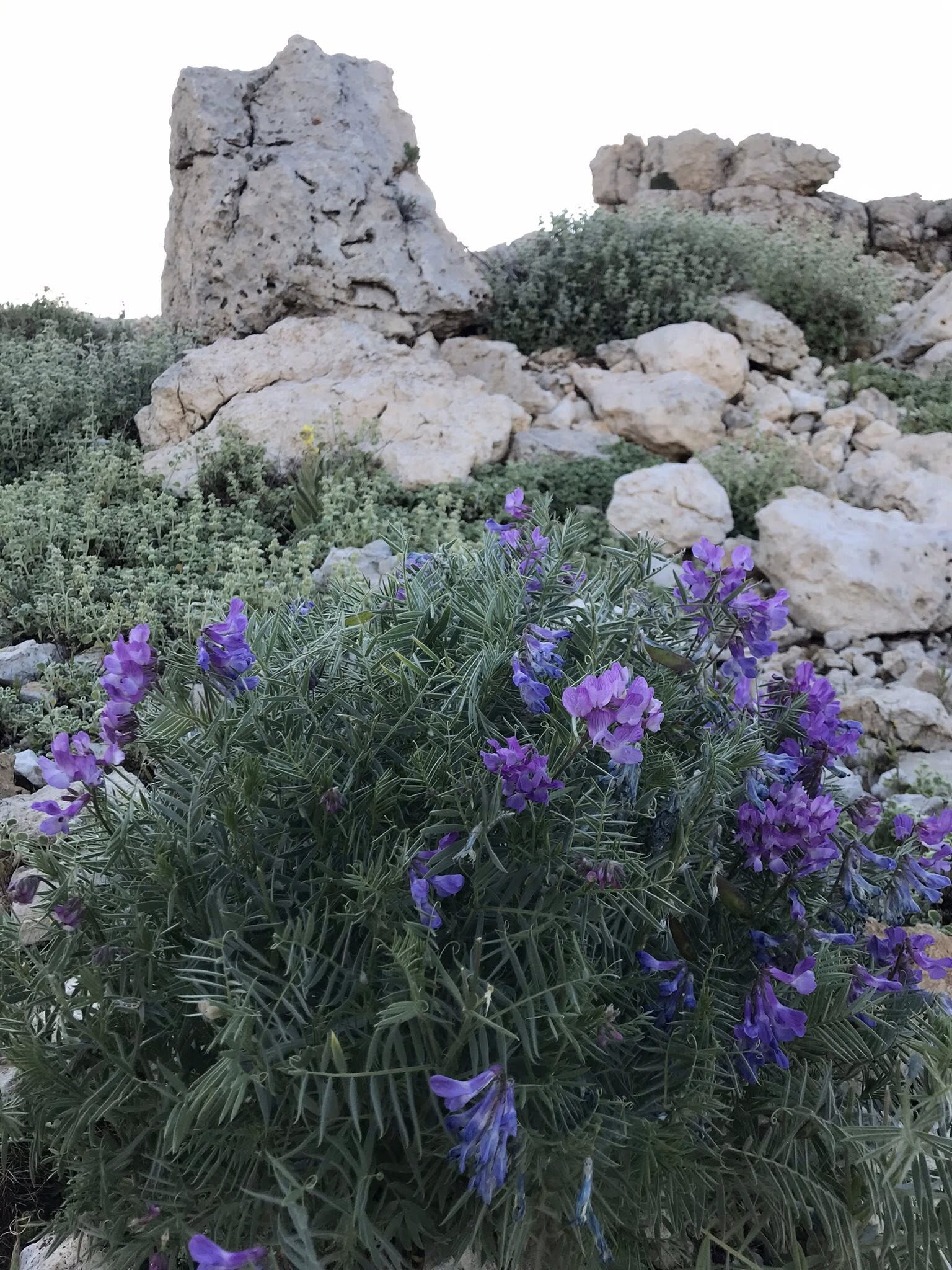 Gazipasa Kaspazarında Deniz Fosili Cikti (6)