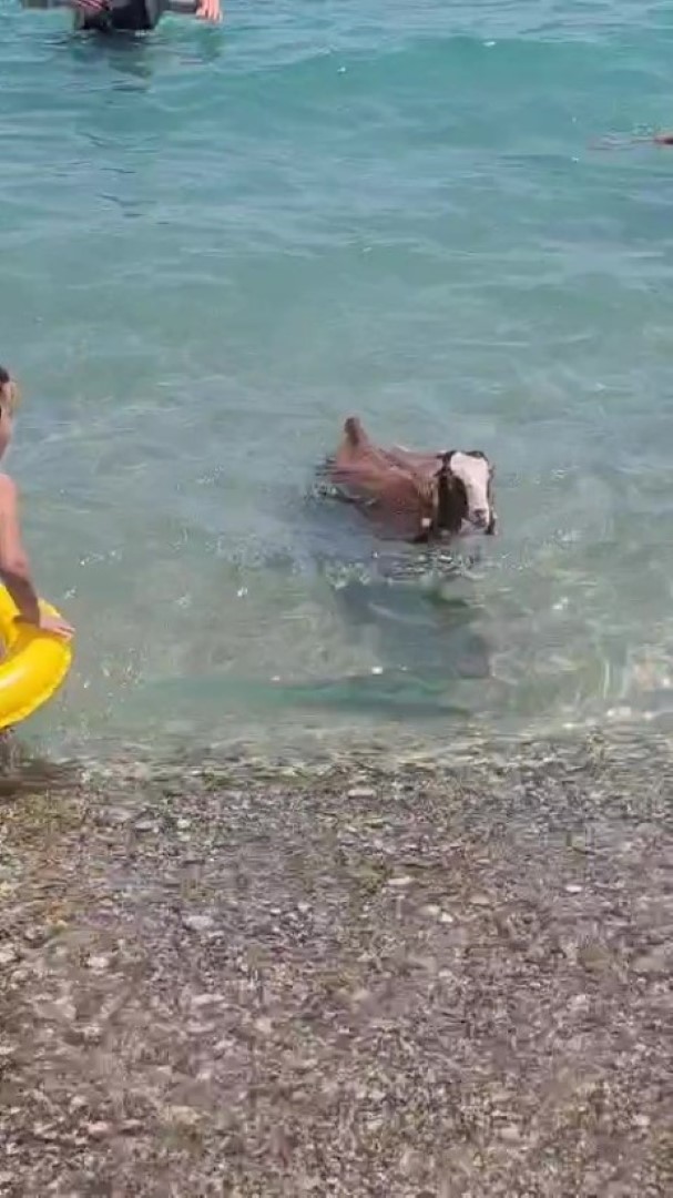 Keçiye Deniz Keyfi (6)