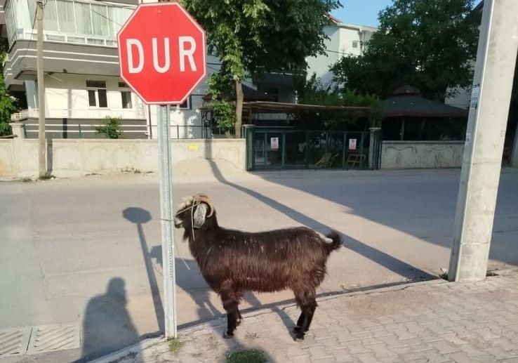 Konya Keciler Firarda