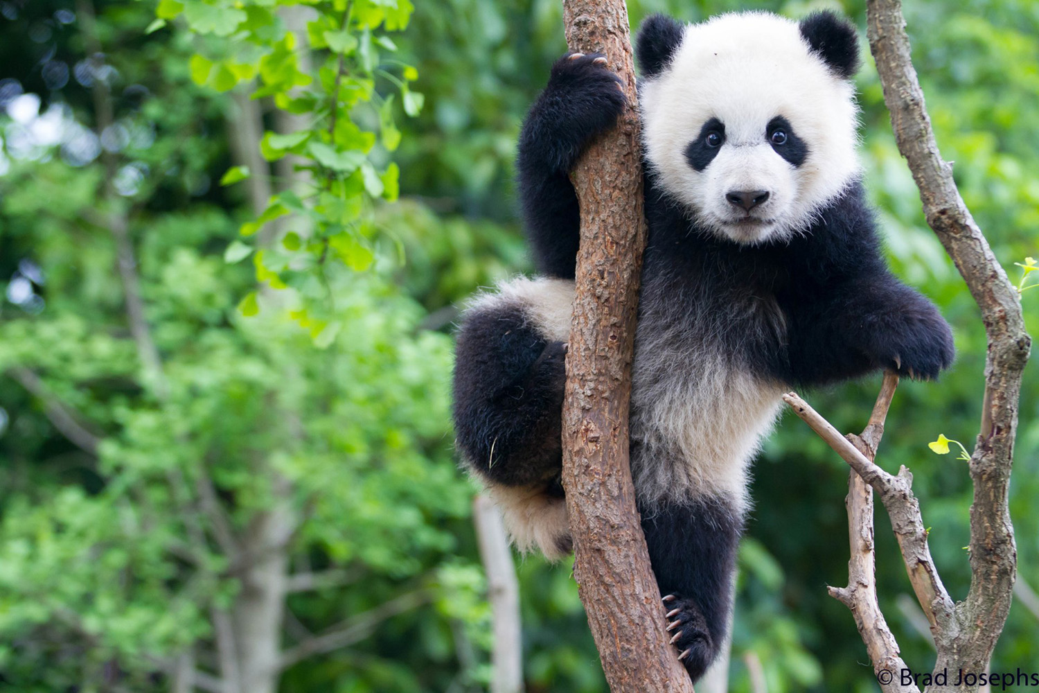 Panda Brad Josephs