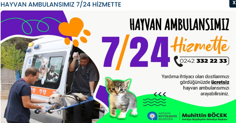 Sokak Hayvanları (9)