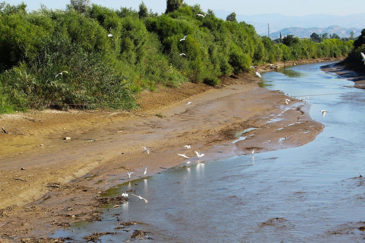 Tarihi Köprüde Sular Yeşillendi, Doğaseverler Sorunlara Dikkat Çekti (3)