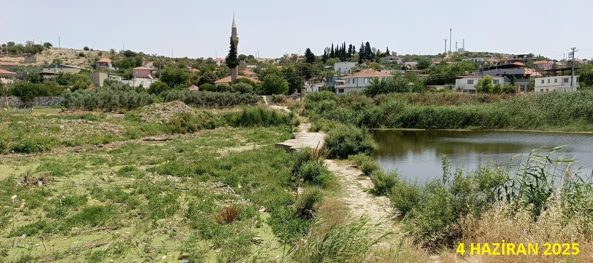 Tarihi Köprüde Sular Yeşillendi, Doğaseverler Sorunlara Dikkat Çekti (4)
