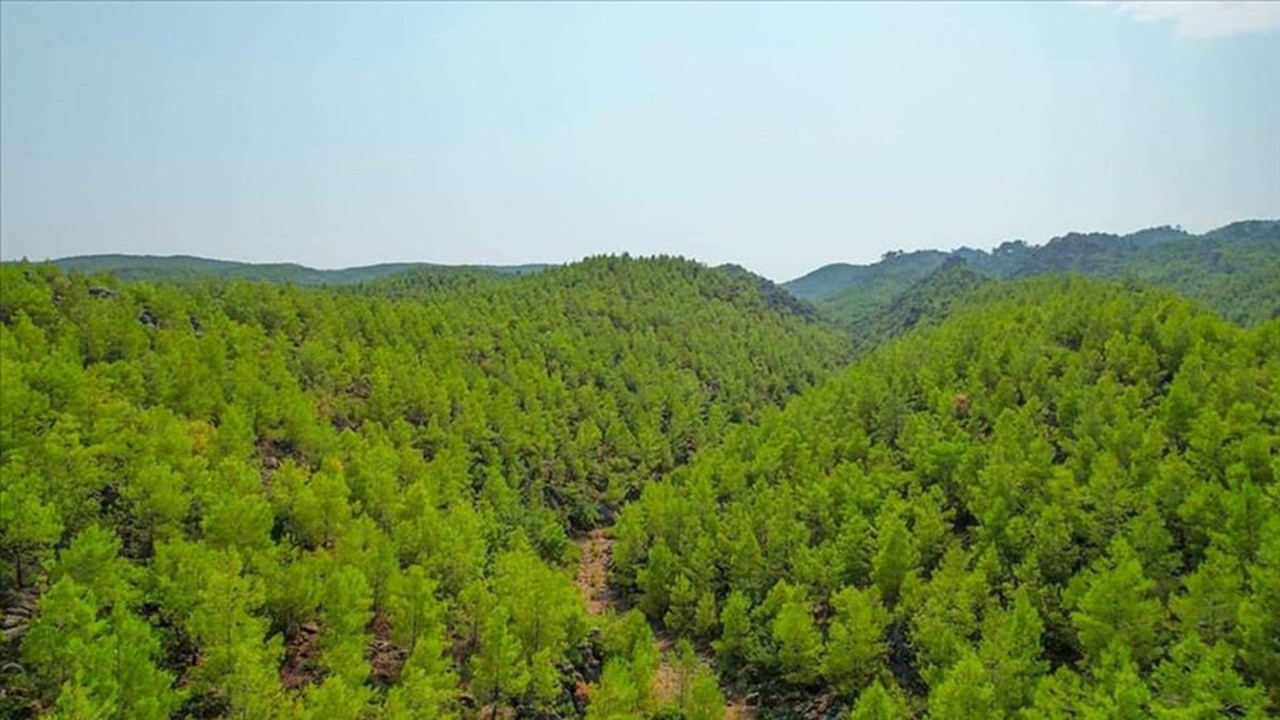 Tarım Orman (7)