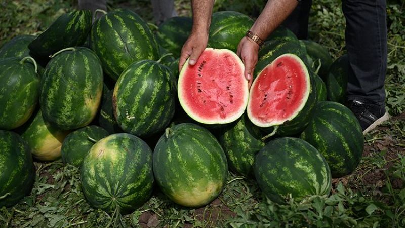 Tarimda Plansizlik Ureticiyi Topraga Kusturdu (2)