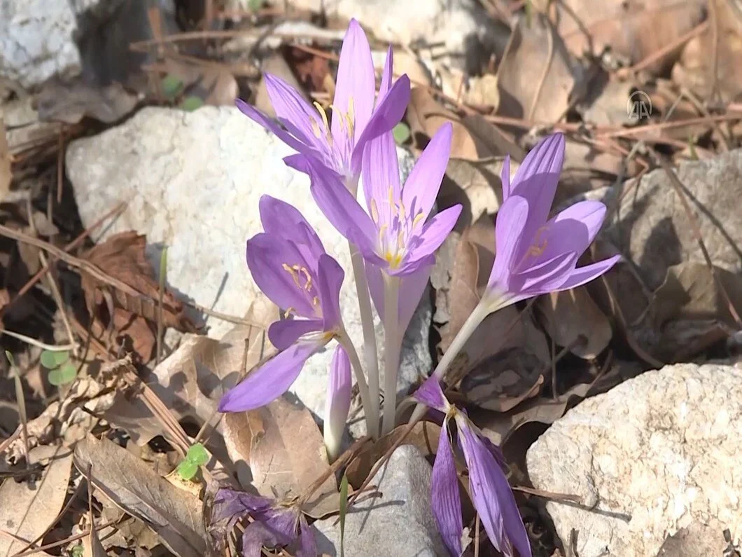 Termessos Cigdemi Ekolojik Ve Biyolojik Onemi
