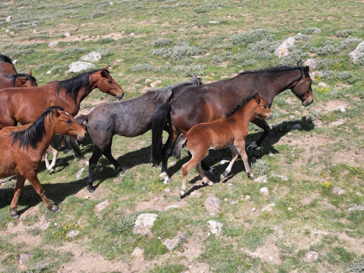 Yayladan Aşağı Inen Yılkı Atları Dron Ile Görüntülendi (2)