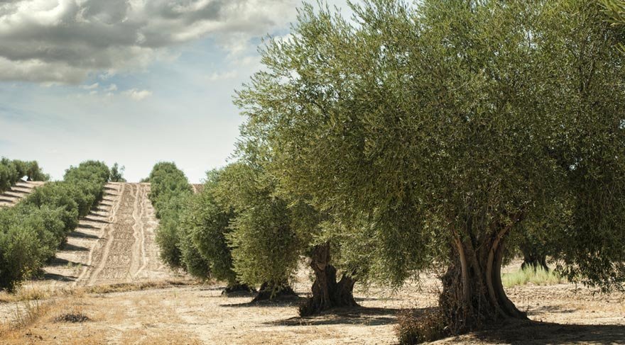 Zeytin (2)-3