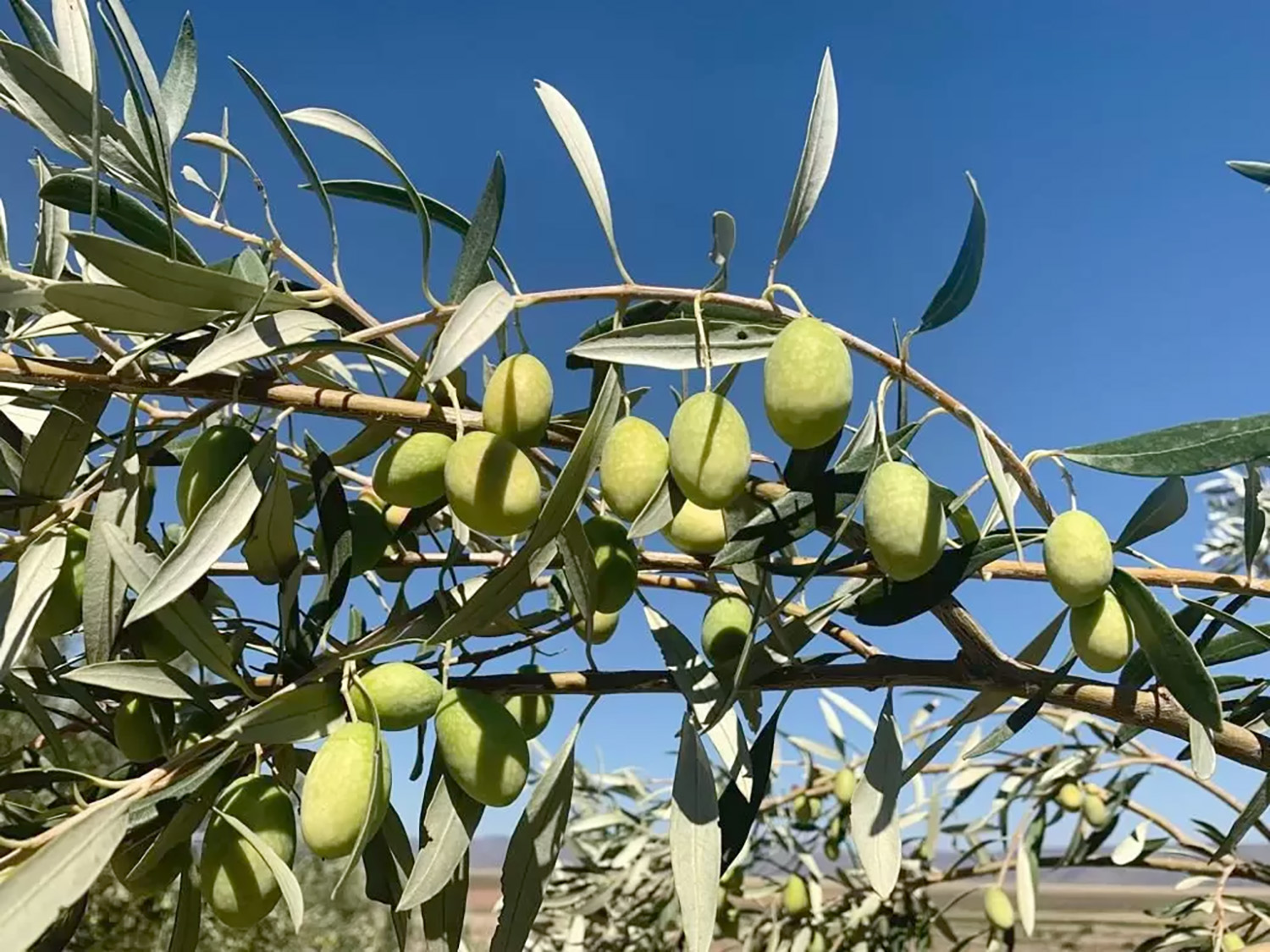 Zeytin Jpg