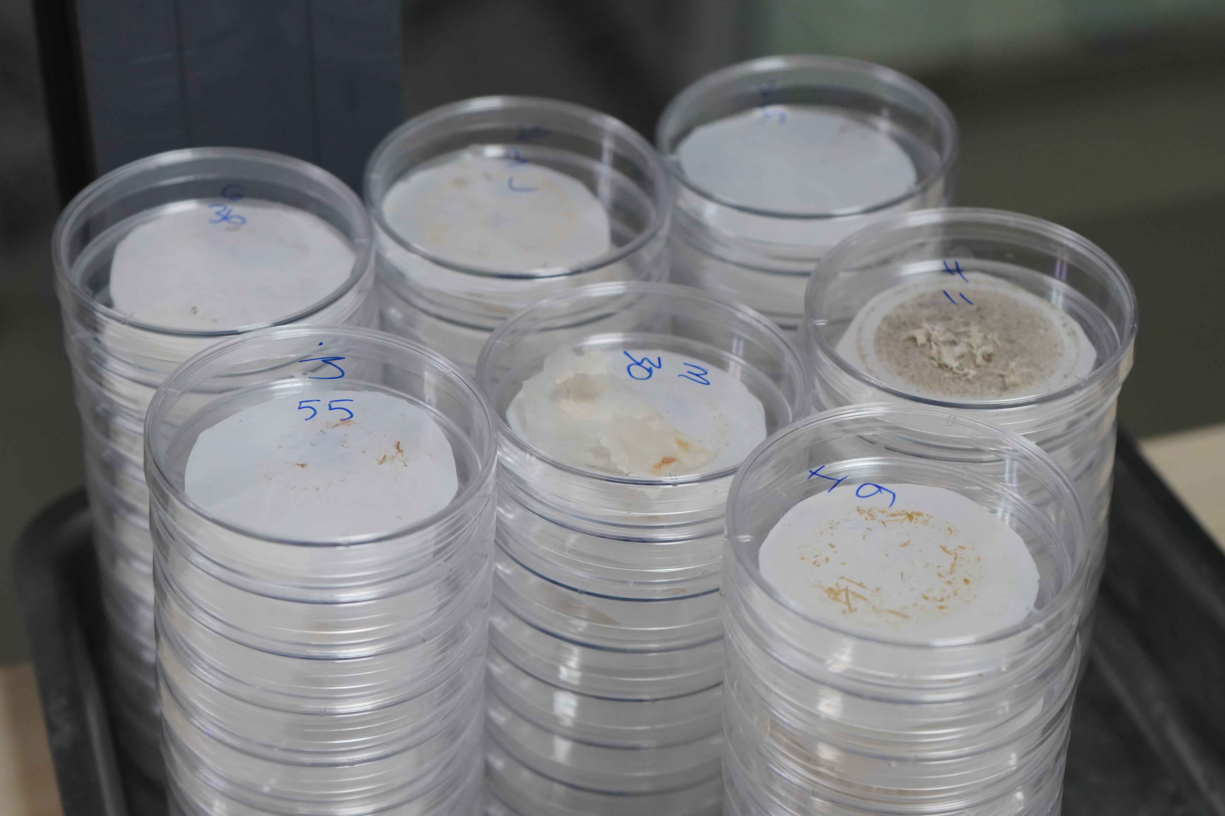 A N T A L Y A M I K R O P L A S T I K T E H L I K E S I G O Z L E G O 826970 245033