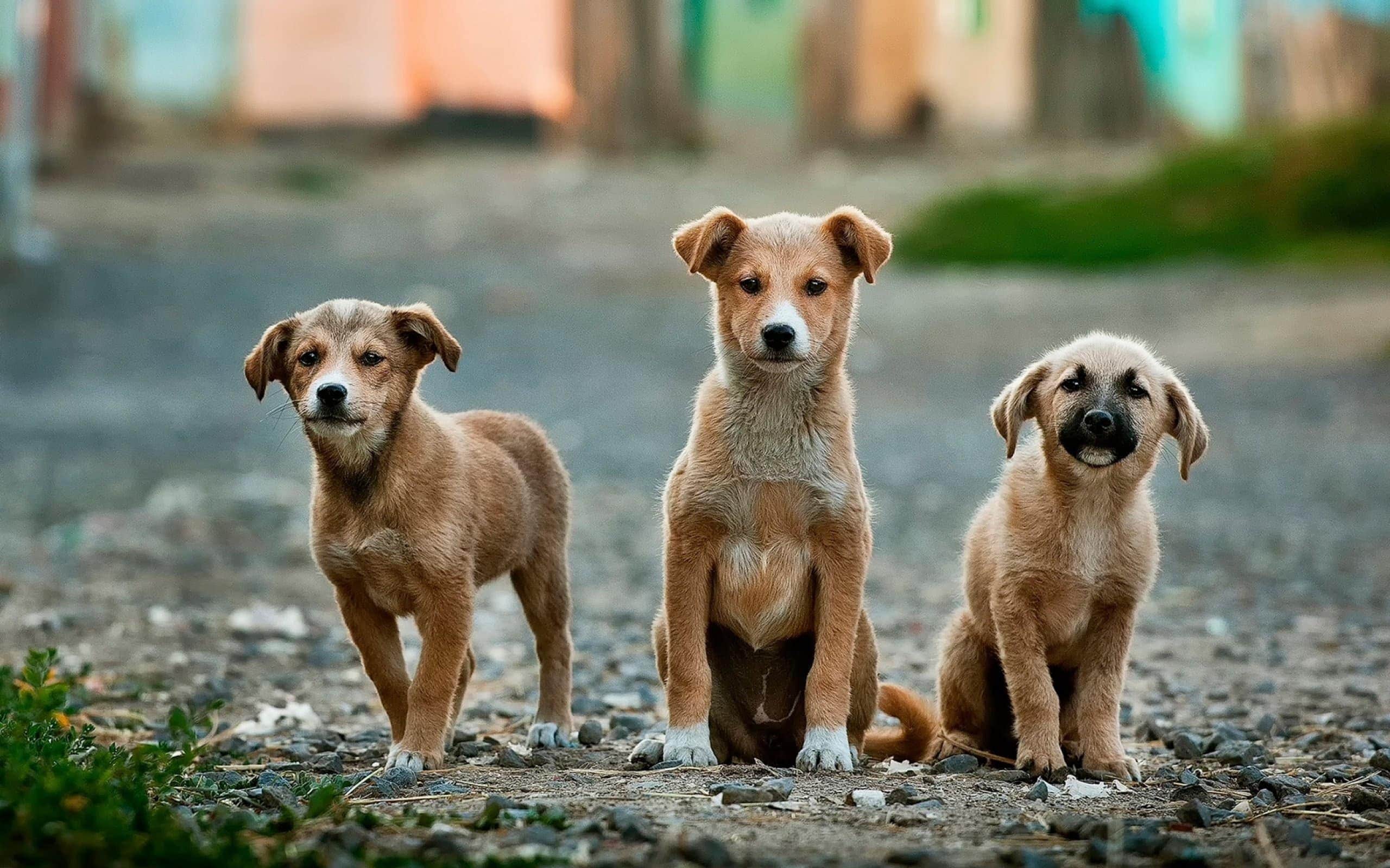 Anoir Chafik Unsplash Dog 1707808171487