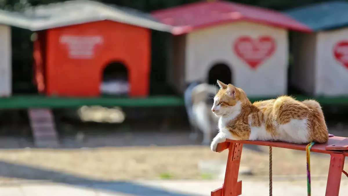 Antalya Kedi Evine Nerede