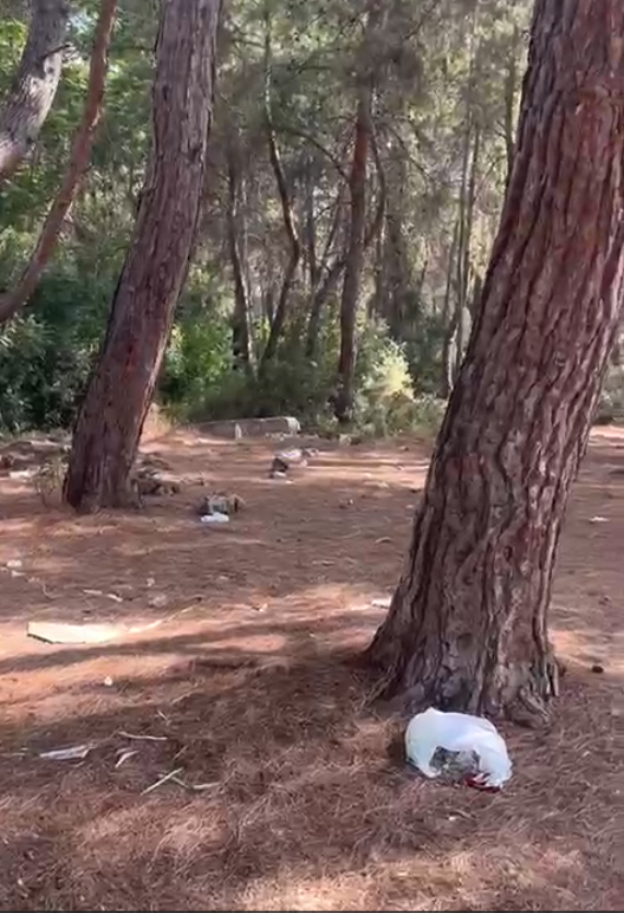 Antalya Santral Mahallesi Ormanlik Alan (4)