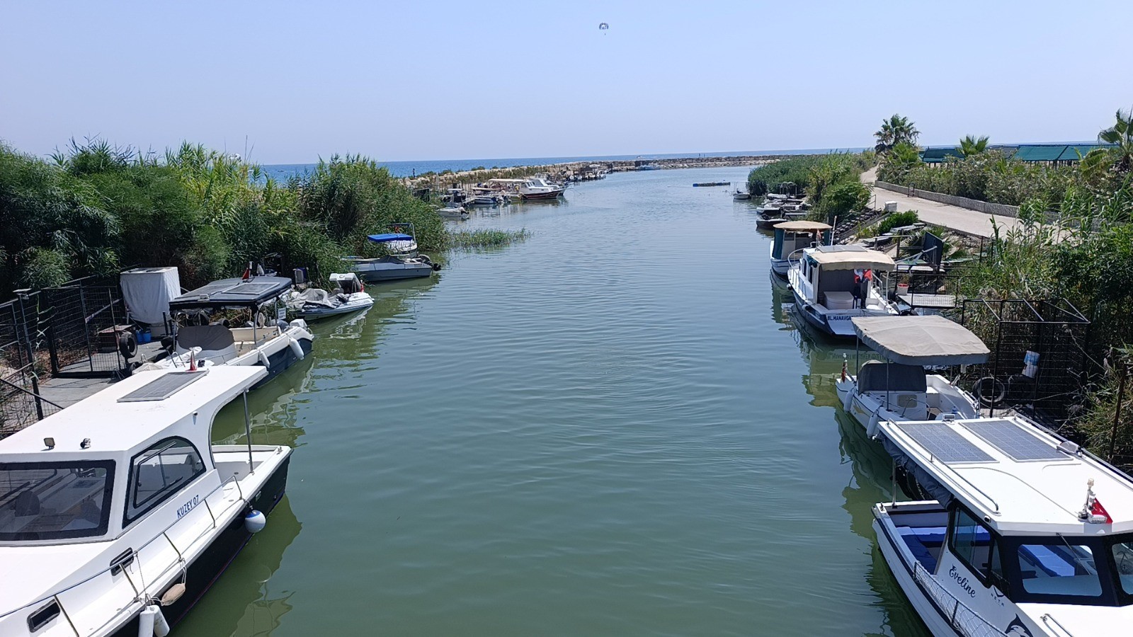 Antalya'da Saldırgan Nil Kaplumbağası Uyarısı (5)
