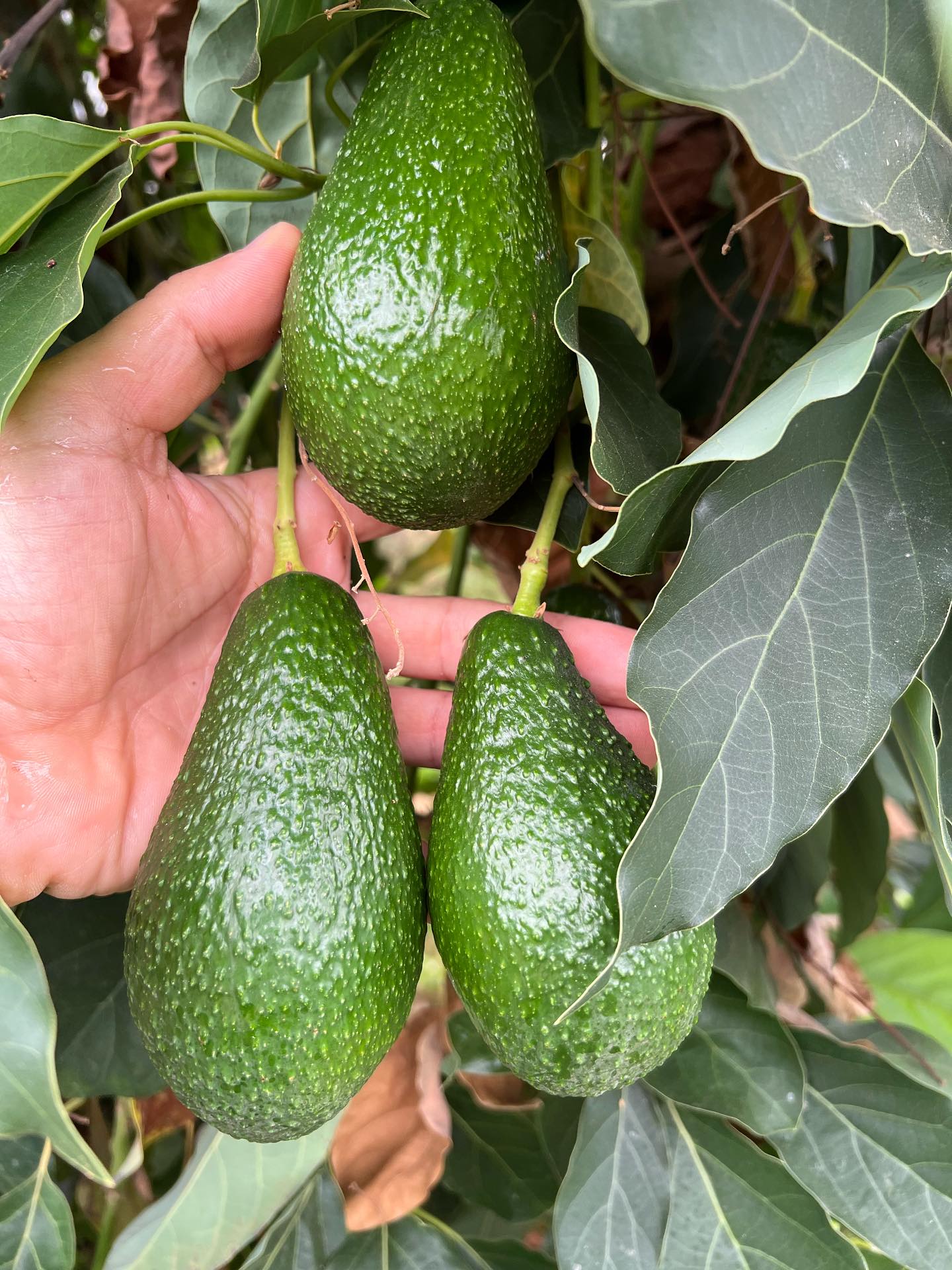 Avokado (1)-1