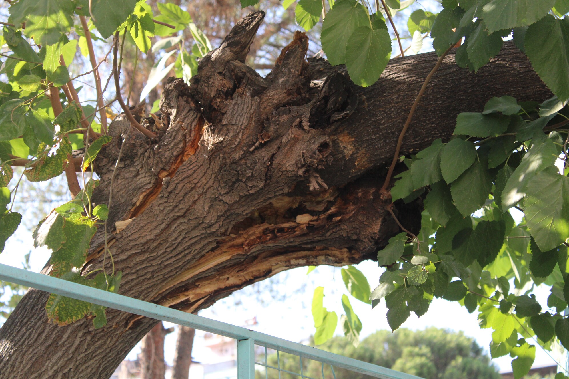 Aydinda Park Halindeki Aracin Ustune Agac Devridli (2)