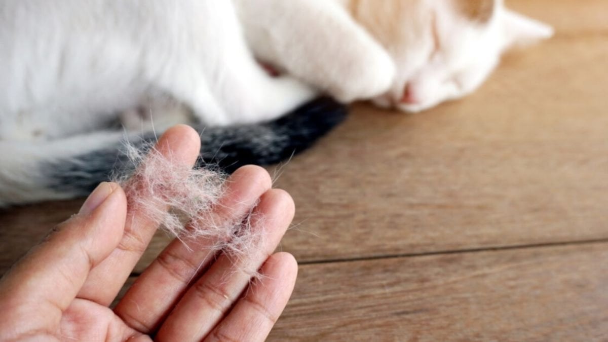Bir Vatandaşın ‘Kedi Tüyünden Öldüğü' Iddiasına Ilişkin Açıklama (3)