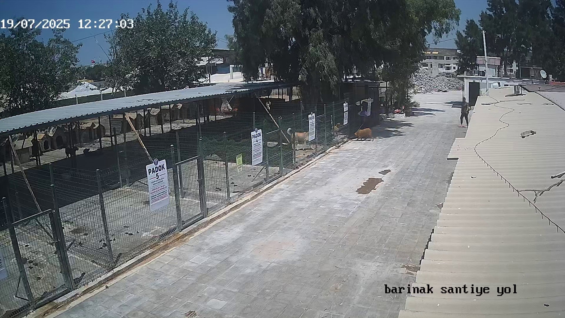 Didim Köpek (2)