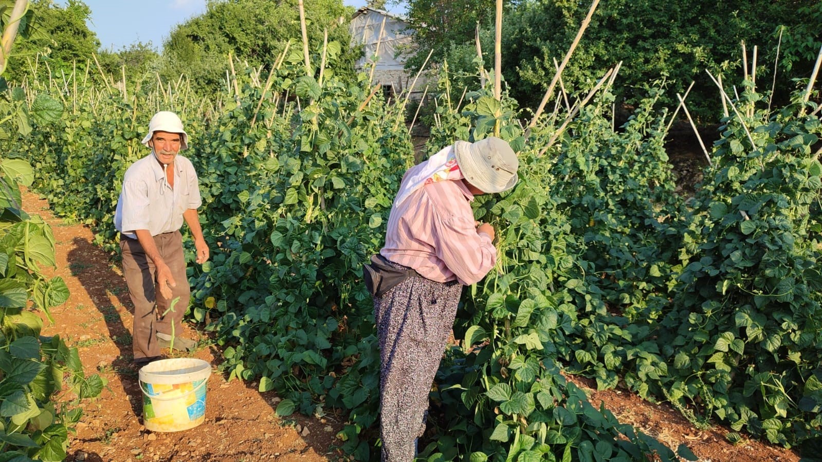 Güvercin Gübresiyle Beslenen Doğal Fasulyenin Hasadı Başladı (1)