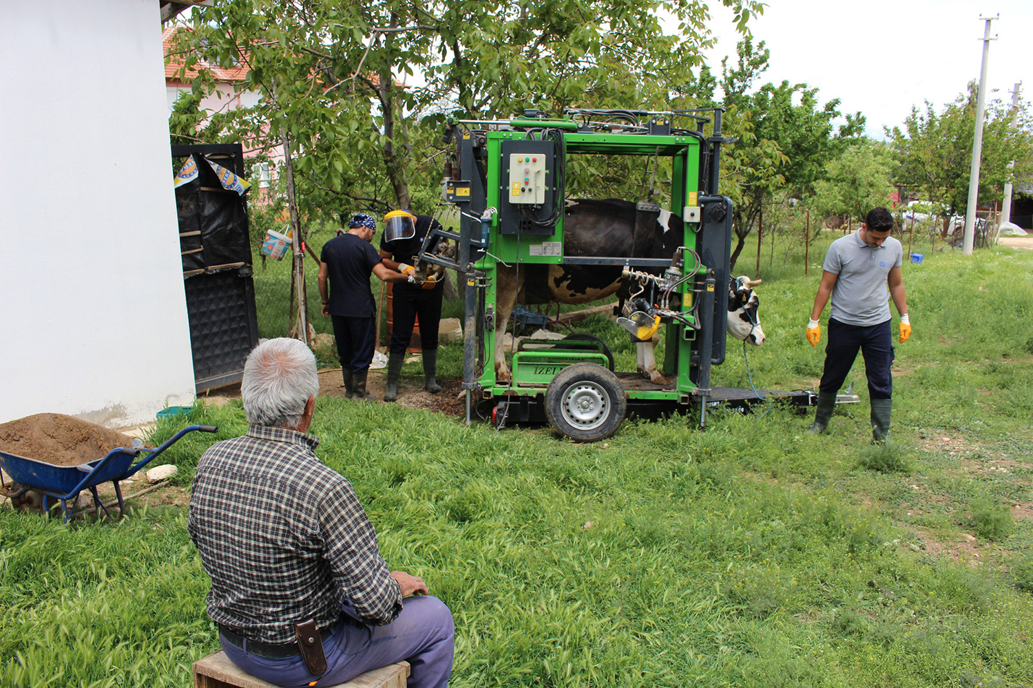 Hayvan Tirnak Bakimi (1)
