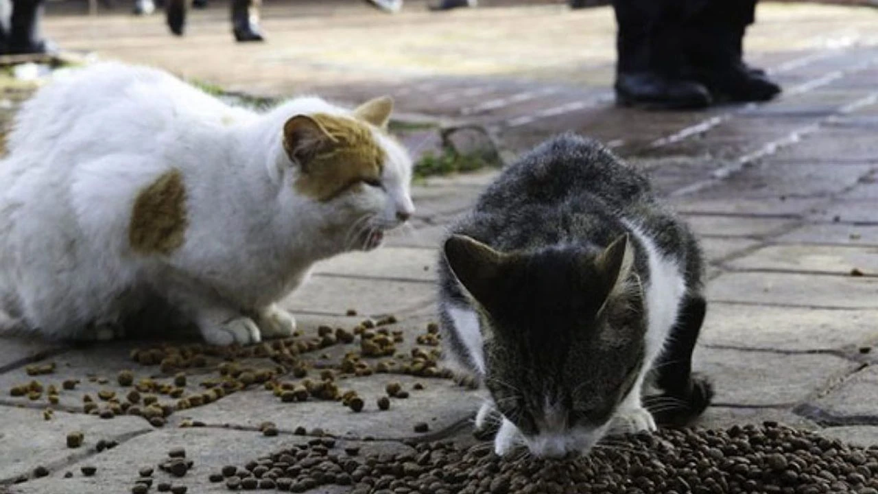 Kedi Ne Ile Beslenir