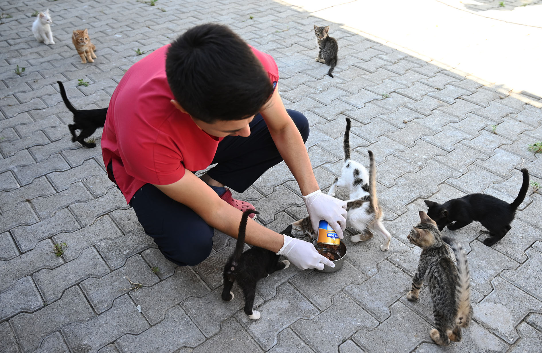 Kemer Belediyesi’nden Rekor! 22 Köpek Ve 28 Kedi Sahiplendirildi (5)