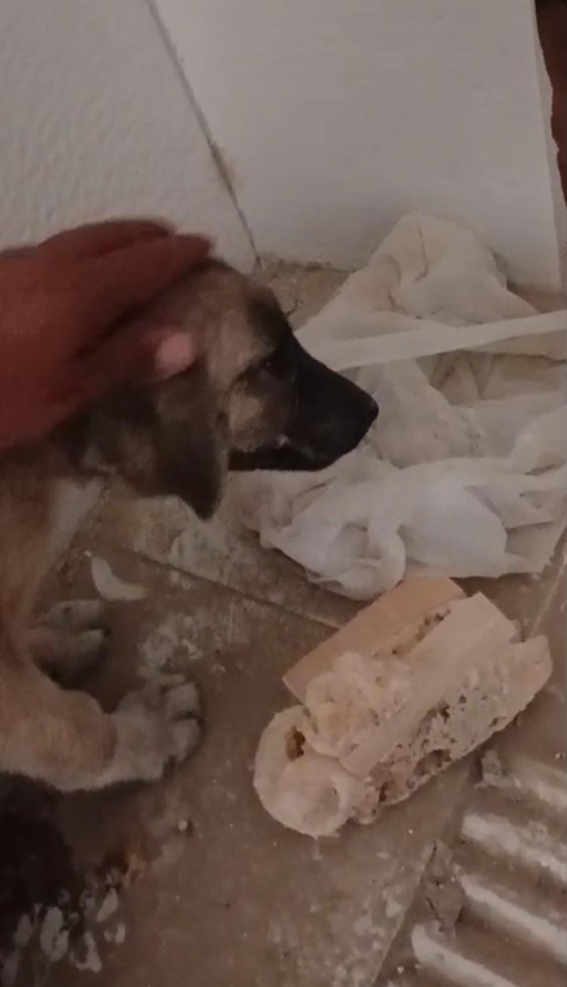 Köpeği Kurtardı (3)-1