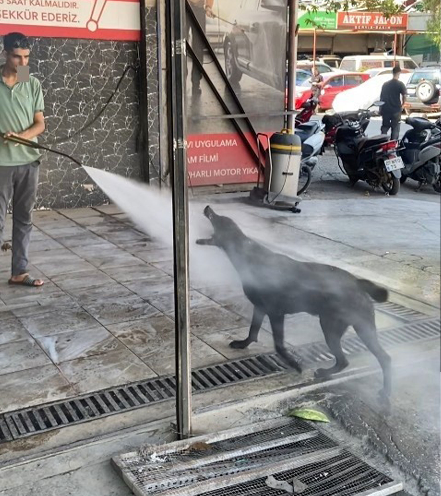 Köpek Serinleme 1