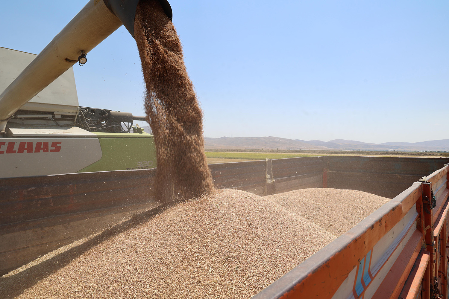 Korkuteli Yeşiloba Buğday Hasadı (11)