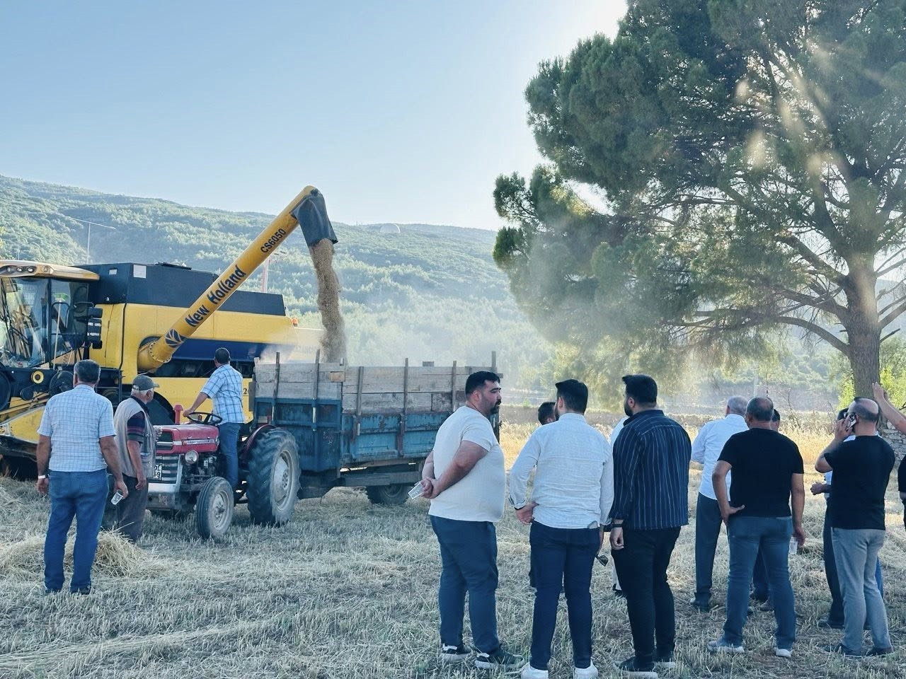 Menteşe’de Buğday Hasadında Sona Yaklaşıldı; 7 Bin Ton Rekolte Bekleniyor (2)