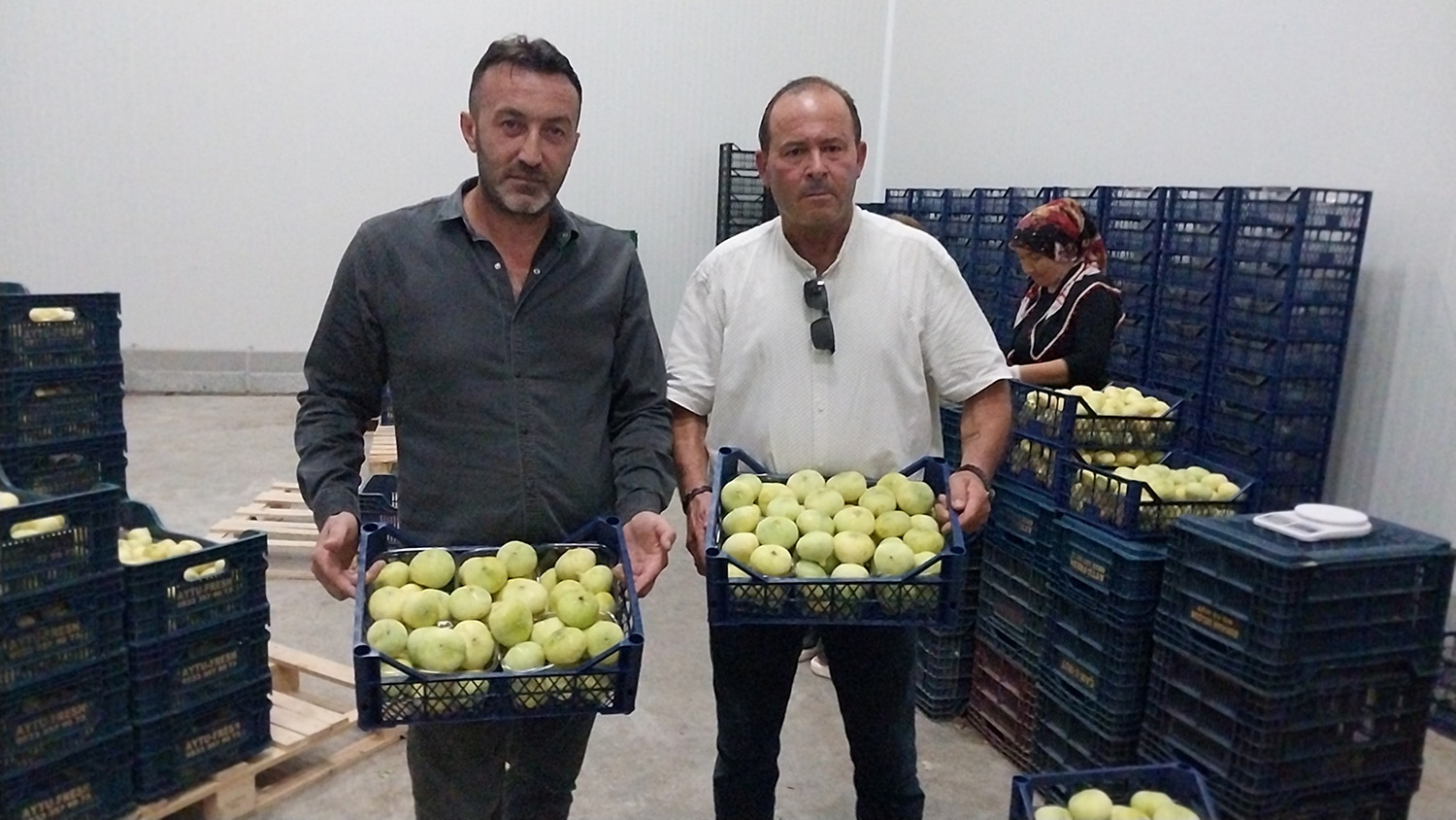 Mut Beyaz Inciri Ihracata Gidiyor (2)