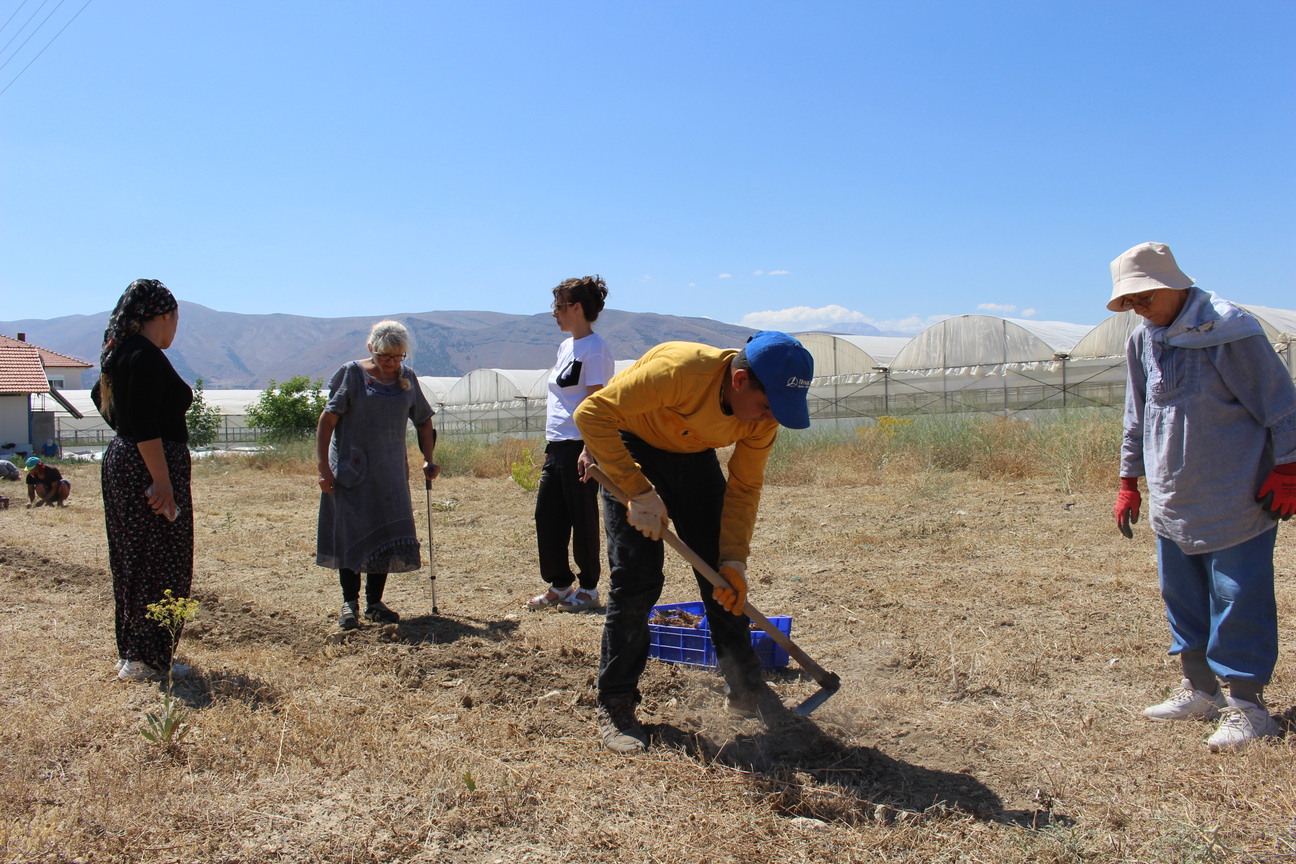 Safran Soğanı Hasatı (14)