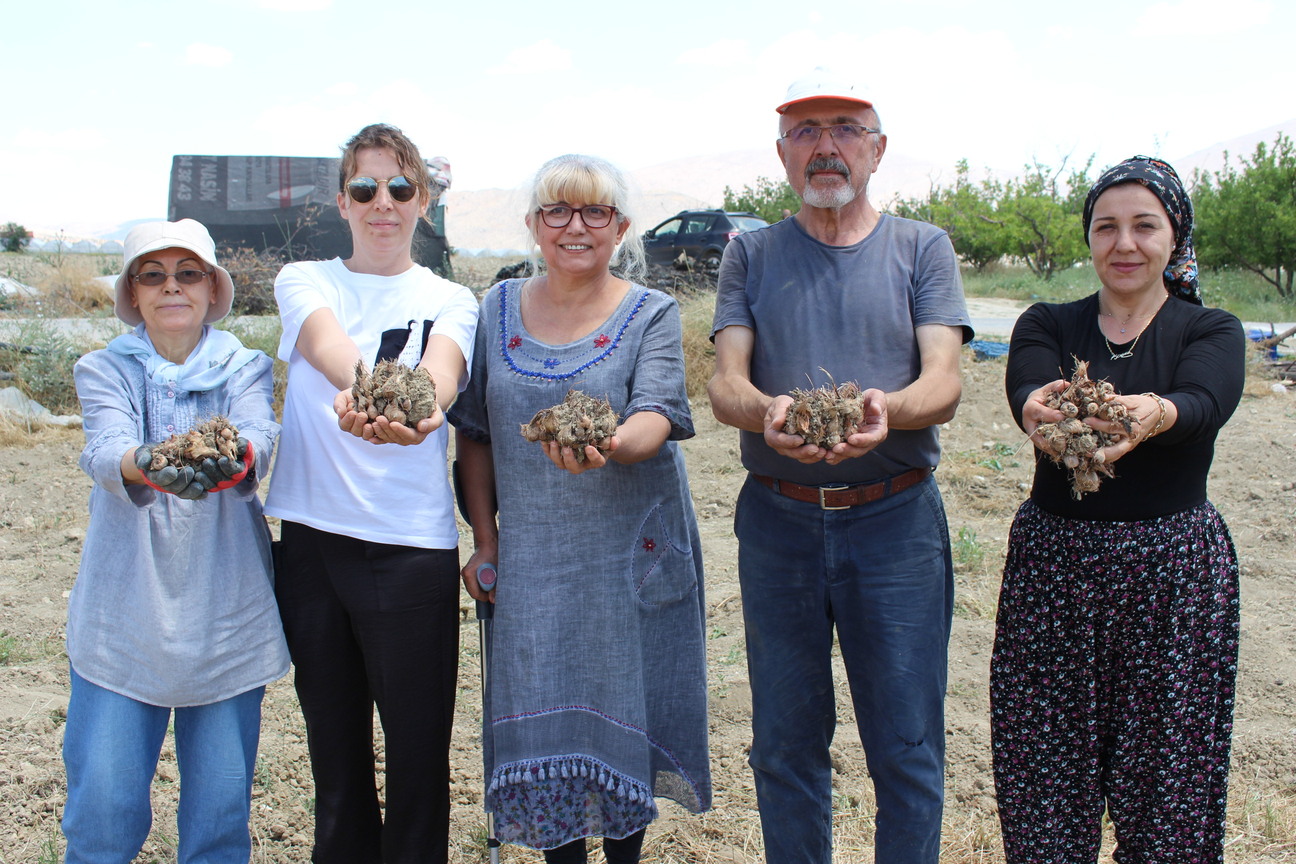 Safran Soğanı Hasatı (21)