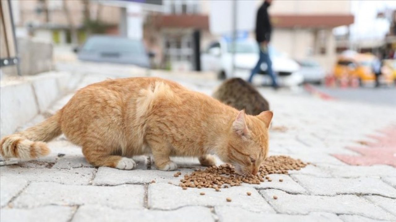 Sokak Hayvanlari-2