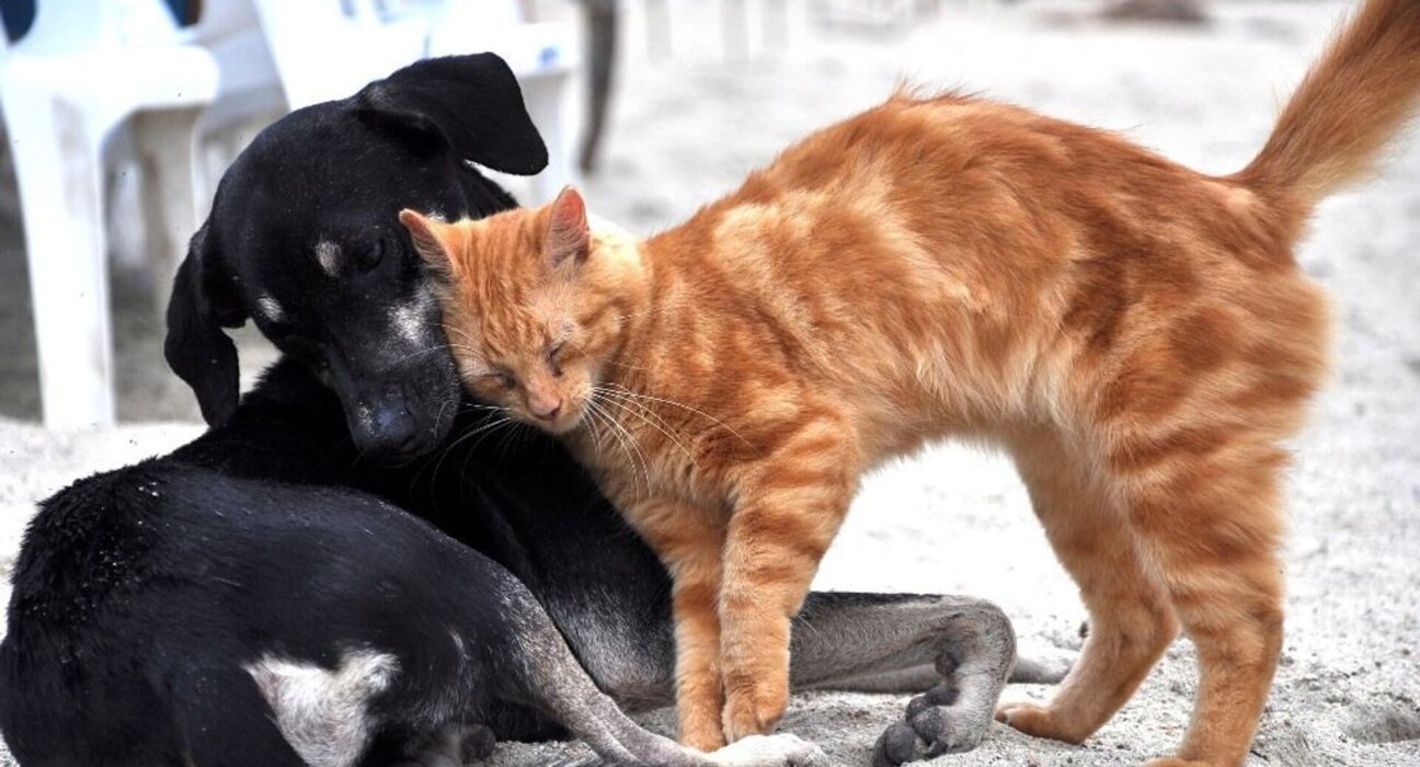 Sokak Köpekleri Ne Zaman Tolatıldı