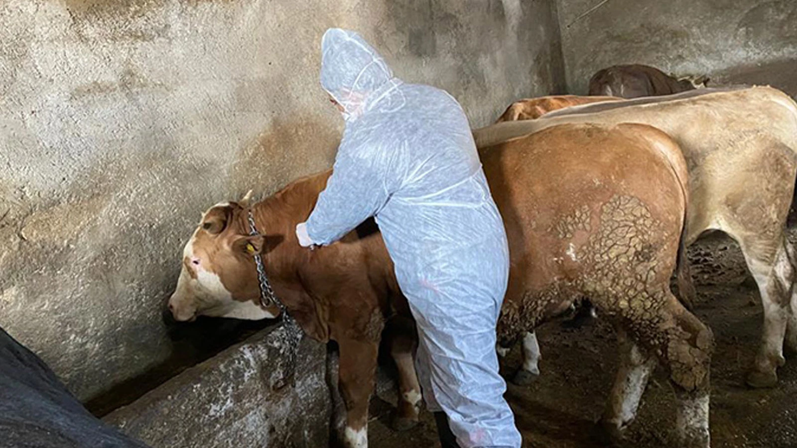 Tarım Ve Orman Bakanlığı'ndan Şap Açıklaması (1)-1