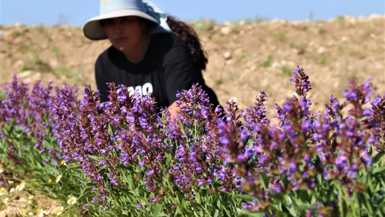 Tıbbi Aromatik (1)