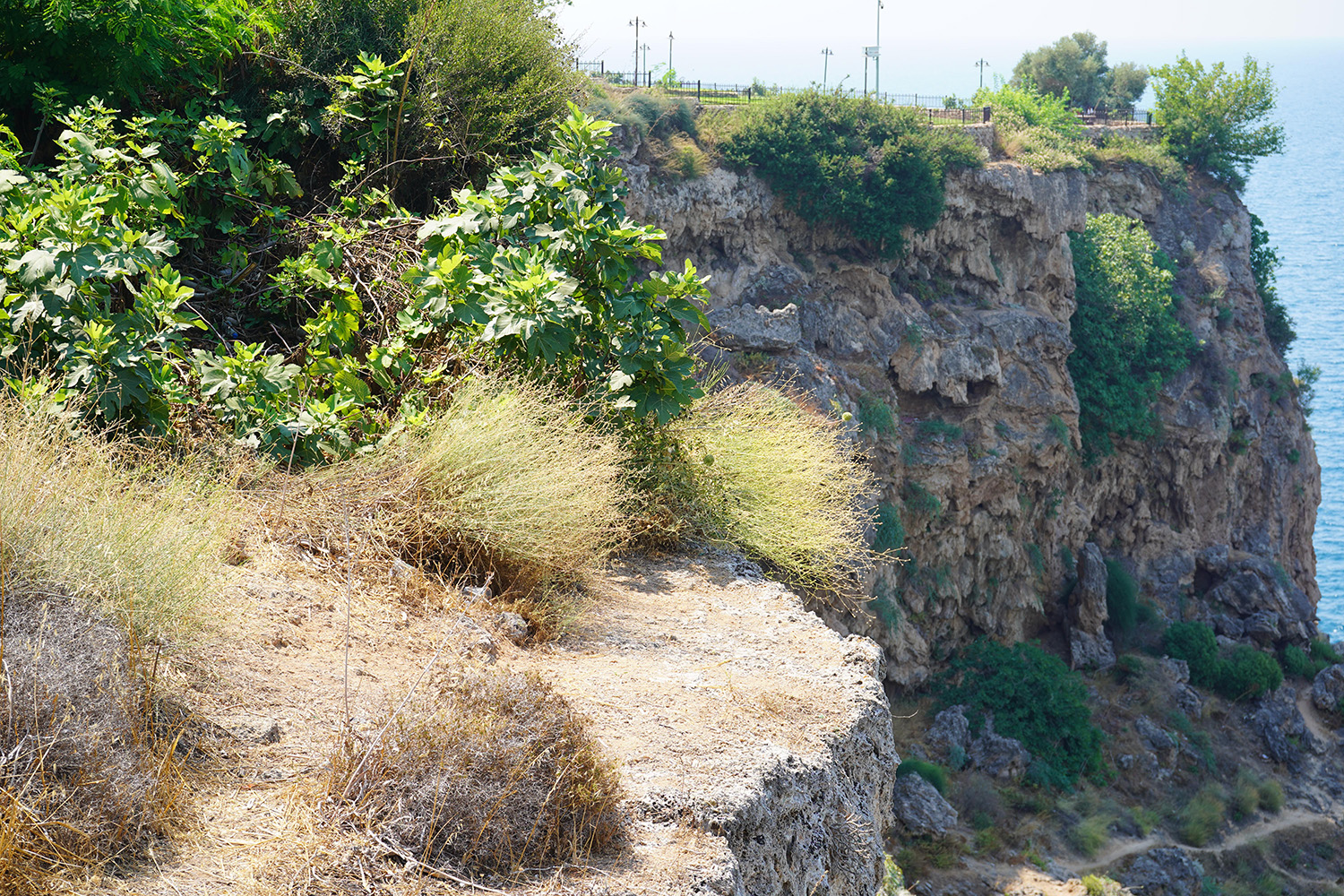 Yangının Falezlere Zararı (4)