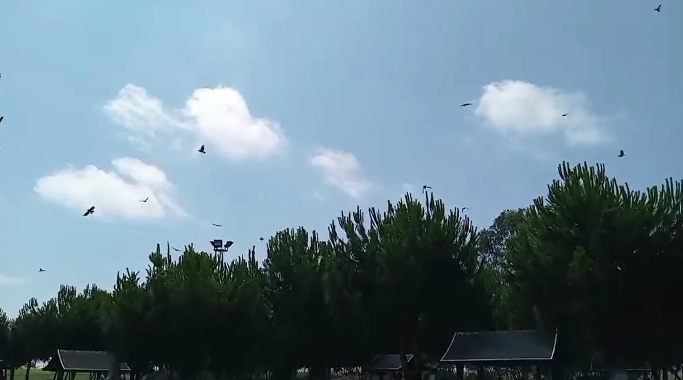 Yaralı Karga, Havadaki Kargalar Sayesinde Bulundu (1)