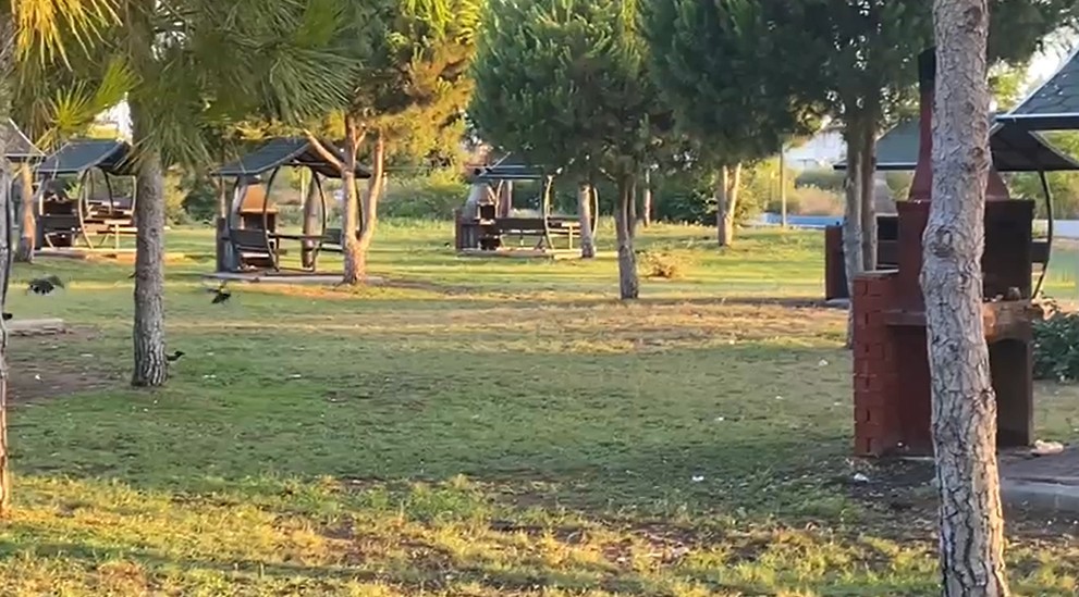 Yaralı Karga, Havadaki Kargalar Sayesinde Bulundu (3)