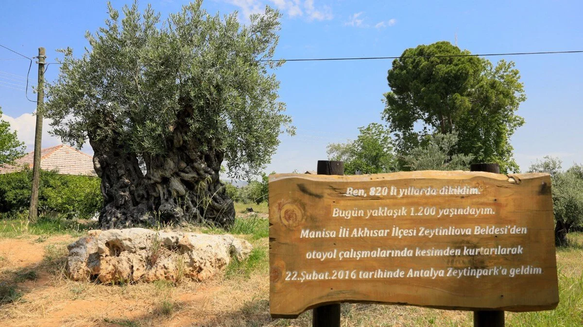 Zeytin Agaci 1.200 Yasinda