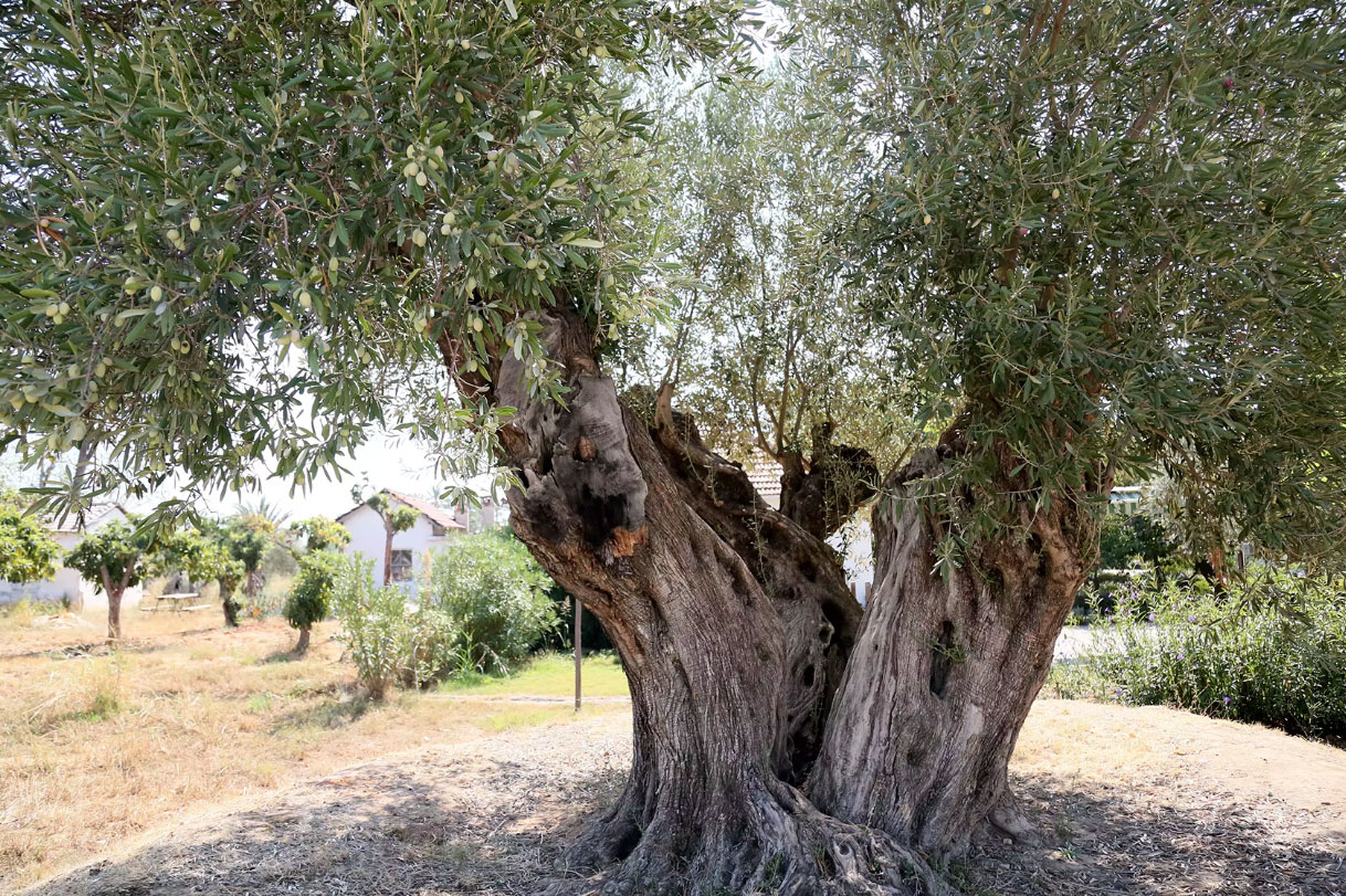 Zeytin Agaci Fon