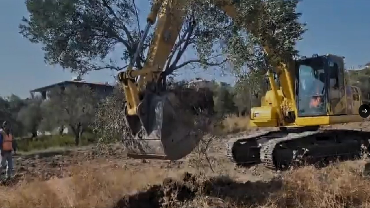 Zeytinlik 2