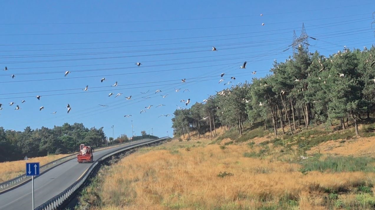 Ağaçların Tepeleri 'Pamuk Yumağı' Gibi Oldu (3)