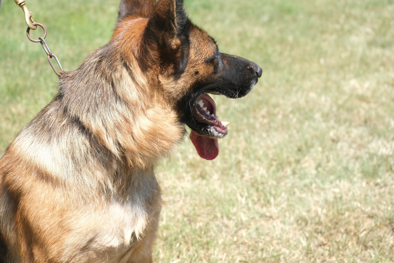 Alman Çoban Köpeği (1)